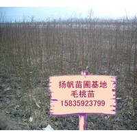 供應(yīng)毛桃苗/山桃苗，桃樹實生苗、桃樹嫁接苗，大桃樹