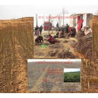 成品核桃苗,實生核桃苗,品種核桃苗