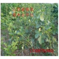 供應棗樹苗//山楂苗//柿樹苗