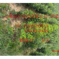 山西優(yōu)質(zhì)品種梨樹(shù)苗