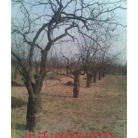 出售景觀棗樹(shù)，嫁接冬棗樹(shù)苗