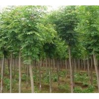 山東泰山子豪苗木合作社主營(yíng)：蘋果苗 國(guó)槐 黃金槐 龍爪槐 火炬