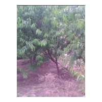 供應(yīng)5-15公分山桃樹 山杏樹 山楂樹耐寒樹種