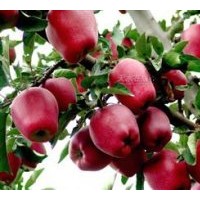 大量供應(yīng)果樹苗木 梨樹苗 柿子苗 葡萄苗 杏樹苗 李子苗