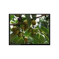 供應(yīng)核桃苗---花椒苗---黑棗苗