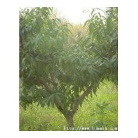 【毛桃苗/山桃苗/山桃樹(shù)/毛桃樹(shù)/山西桃樹(shù)