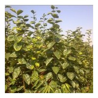 大量供應(yīng)柿子苗