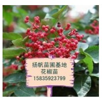 供應(yīng)花椒苗-山西花椒苗-花椒苗價格-大紅袍花椒苗批發(fā)-高度40公分