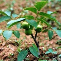 供應(yīng)核桃苗 蘋(píng)果苗 梨樹(shù)苗 山楂苗 桃樹(shù)苗