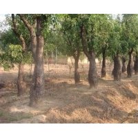 出售花瓶棗樹(shù)