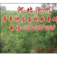 選棗樹就到滄州棗樹基地