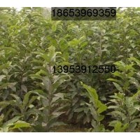 供應(yīng)板栗嫁接苗、板栗苗