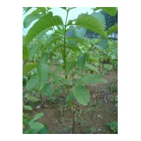 供應(yīng)薄皮核桃苗，8518核桃苗