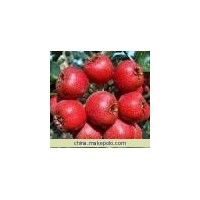 農(nóng)戶直接山楂苗 批發(fā)山楂苗