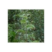 供蘋果苗 桃苗 棗苗 核桃苗 柿子苗 山楂嫁接苗