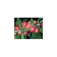 出售大櫻桃苗，李子苗，雙季紅樹莓苗