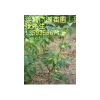 核桃苗基地供應(yīng)核桃苗