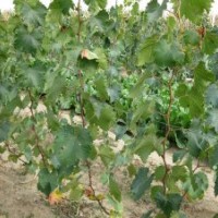 大量出售各種葡萄樹 葡萄苗 占地苗 貝達(dá)苗 巨峰苗 老根苗