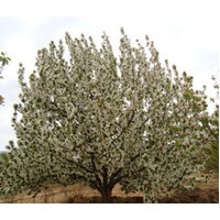 供應(yīng)八棱海棠樹