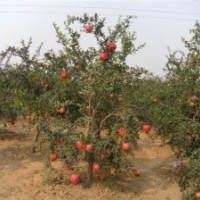 突尼斯軟籽石榴