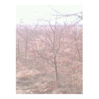特供山西占地棗樹 桃樹 杏樹 梨樹 柿子樹 山楂樹