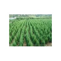 特供山西側(cè)柏苗 棗樹苗 核桃苗 山杏苗 山桃苗 杜梨苗