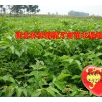 陜西楊凌西絳帳錦繡萬畝果樹繁育基地