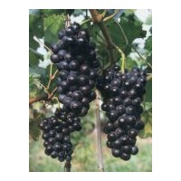 陜西葡萄苗 陜西李子苗 陜西柿子苗 陜西櫻桃苗