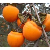 供應(yīng)梨樹苗、杏樹苗、李子苗、柿子苗、核桃苗