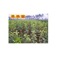 供應(yīng)蘋果苗，桃苗，棗苗，梨苗，柿子苗，核桃苗，山楂苗