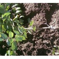 供應(yīng)金銀花苗木