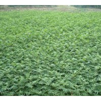 現(xiàn)貨供應(yīng)花椒樹(shù)苗