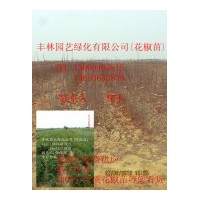 花椒苗,優(yōu)質(zhì)品種花椒苗