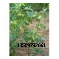 山西核桃成品苗批發(fā)-香玲-薄皮核桃苗