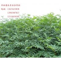 山西優(yōu)質(zhì)杜梨苗