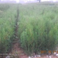 供應(yīng)桃苗 核桃苗 櫻桃苗 蘋(píng)果苗 國(guó)槐苗 香椿苗 山楂苗 側(cè)柏苗 軟