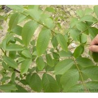 出售成品核桃苗 刺槐苗 國槐苗 黃連木 蘋果苗 杏樹 葡萄苗大量