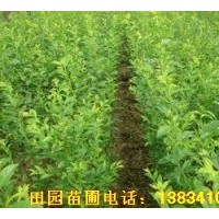 供應杏樹苗 嫁接杏樹苗