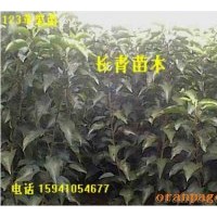 果樹苗供應(yīng)