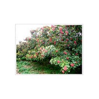 供應(yīng)山楂樹