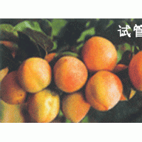 供應(yīng)杏樹苗 蘋果苗 梨樹苗 桃樹苗