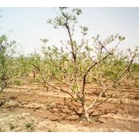 供應(yīng)大規(guī)格山楂樹|大山楂樹|占地山楂樹|綠化山楂樹|工程山楂樹|