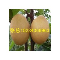 杏樹,桃樹,蘋果樹,梨樹,3-8公分張先生供應(yīng)