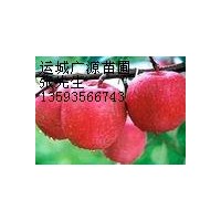 蘋(píng)果樹(shù)5-8公分蘋(píng)果樹(shù)價(jià)格更優(yōu)