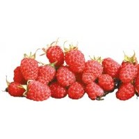 供應四季樹莓苗