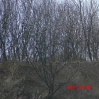 低價(jià)供應(yīng)4---12的山桃樹(shù) 山杏樹(shù) 核桃樹(shù) 山楂樹(shù)