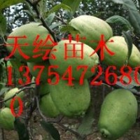 供應(yīng)藥用食用雙重功效果樹-木瓜、皺皮木瓜、種子種苗、木瓜果、