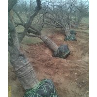 出售百年棗樹(shù)，棗樹(shù)苗