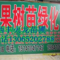 兩刀寒富蘋果苗