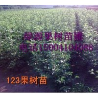 批發(fā)123蘋果苗